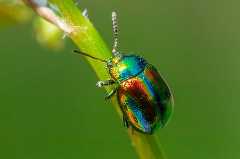 Common Pests