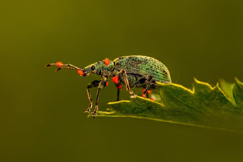 Mealybugs